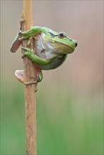 European tree frog (Hyla arborea) sitting on a reed stalk