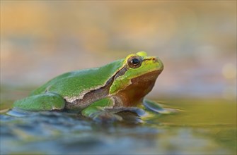 European tree frog (Hyla arborea) sitting at the edge of a pond