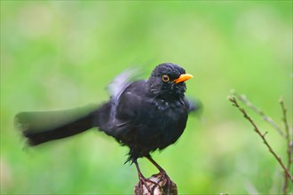 Blackbird (Turdus merula) shakes the wet plumage