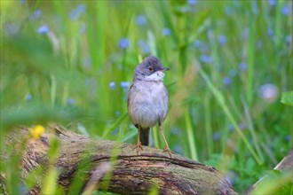 Common whitethroat (Sylvia communis) sits on one root