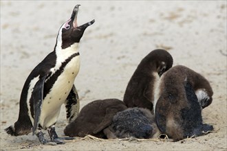 African penguin (Spheniscus demersus)