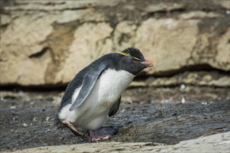 Rockhopper Penguin (Eudyptes chrysocome)