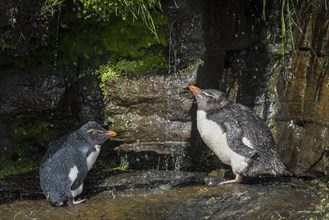 Southern Rockhopper Penguins (Eudyptes chrysocome) clean their plumage at a fresh water site