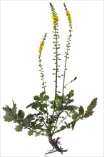 Common agrimony (Agrimonia eupatoria) on white background