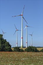 Wind turbines in a flower meadow