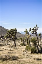 Joshua Trees (Yucca brevifolia) in barren desert landscape