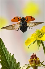 Seven-spott ladybird (Coccinella septempunctata ) flies on the flower of the Potentilla intermedia (Potentilla intermedia)