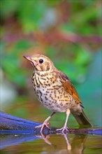 Song thrush (Turdus philomelos) sits on a branch in shallow water