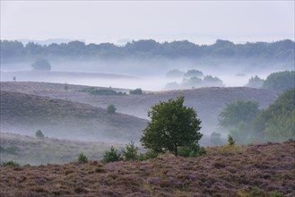 Pine in blooming heath with fog in the valleys