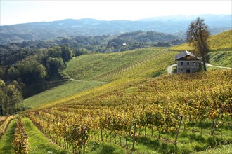 Vineyard with country house