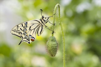 Swallowtail (Papilio machaon) to bud of poppy flowers (Papaver rhoeas)