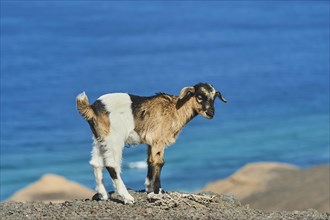 Domestic Goat (Capra aegagrus hircus )