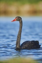 Black swan (Cygnus atratus) swims in a lake