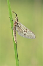 Mayfly (Ephemeroptera) is sitting on a culm