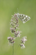 Eastern Bath White (Pontia edusa) sits on grass