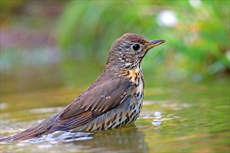 Song thrush (Turdus philomelos) bathes in shallow water