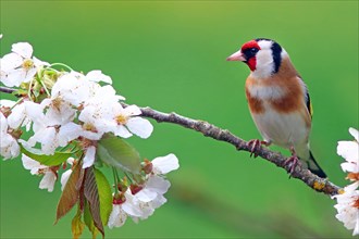 European goldfinch or (Carduelis carduelis) on flowering cherry branch