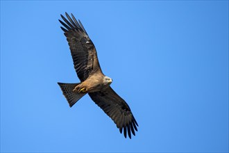 Black kite (Milvus migrans) flying in front of blue sky