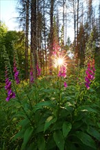 Common foxglove (Digitalis purpurea) and dead spruces