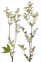 Meadowsweet (Filipendula ulmaria) on white background