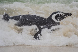 Magellanic penguin (Spheniscus magellanicus) in the surf at the beach