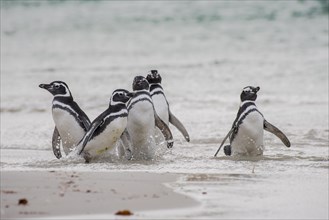 Magellanic penguins (Spheniscus magellanicus) at the beach