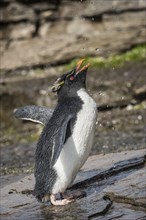 Rockhopper Penguin (Eudyptes chrysocome) cleans its plumage at a fresh water site