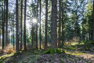 Spruce forest (Picea abies) in backlight with sun star