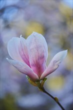 Flower of Saucer Magnolia (Magnolia x soulangeana)