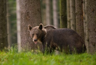 Young (Ursus arctos) in a spruce forest