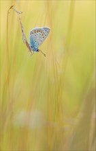 Gossamer winged butterfly (Lycaenidae) sitting on a blade of grass in warm light