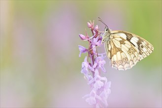 Marbled white (Melanargia galathea) sits on orchid (orchis)