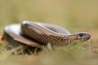 Slow worm (Anguis fragilis) meandering through a meadow