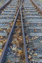 Railway rails with foliage