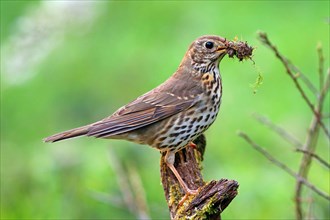 Song thrush (Turdus philomelos) with nesting material