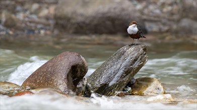 White-breasted dipper (Cinclus cinclus) sitting on a stone in a creek