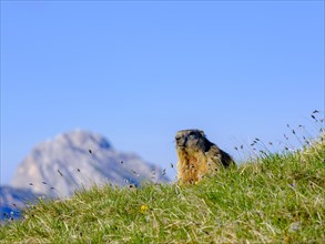 Alpine Marmot (Marmota marmota) in natural habitat