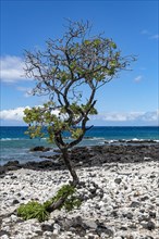 Lava and corals with gnarled trees