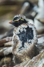 Rockhopper Penguin (Eudyptes chrysocome) young moulting animal