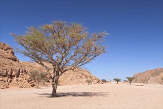 Acacia tree in a wadi in the Sinai desert near Dahab