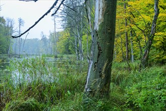 Schweingartensee in the UNESCO World Natural Heritage Site beech forest Serrahn in autumn