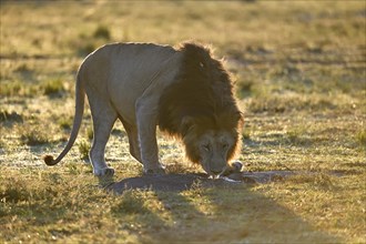 Mane (Panthera leo) drinks at sunrise in the grass savannah from a puddle of rain