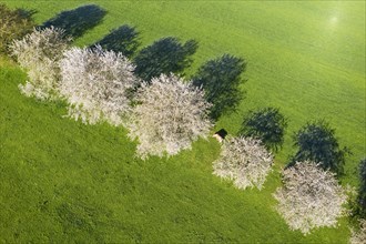 Blooming cherry trees and cow in a meadow