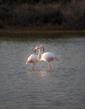 Two Greater flamingos (Phoenicopterus roseus) standing in shallow water