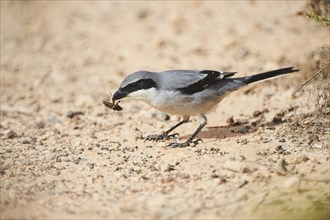 Great grey shrike (Lanius excubitor ) on the ground with prey in the beak