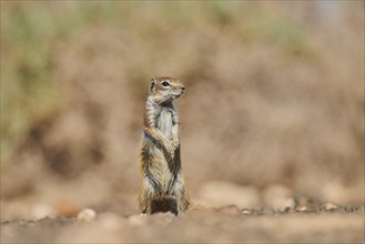 Barbary ground squirrel (Atlantoxerus getulus ) is on lookout