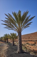 Canary date palm (Phoenix canariensis) by the roadside