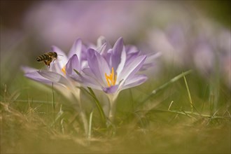 Bee (Apiformes) approaches Crocus (crocus) in a meadow