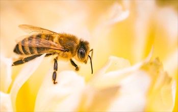 Honey bee (Apis mellifera) pollinated flower of a peony
