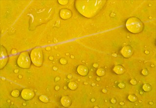 Water drops on a yellow leaf
